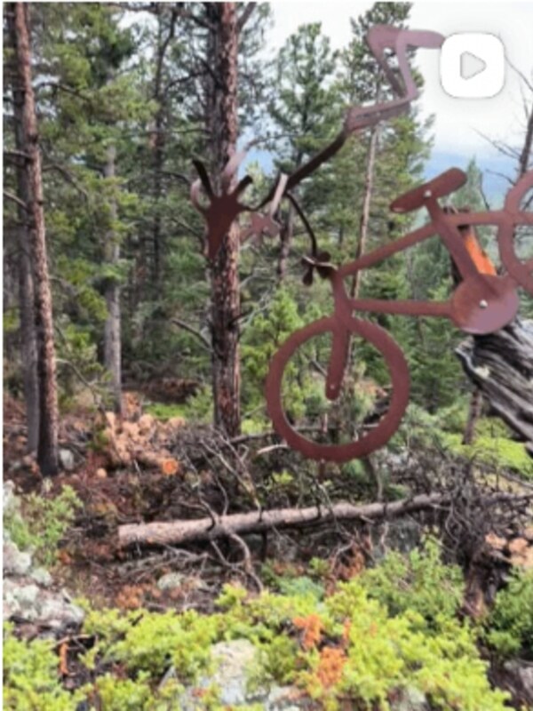 Bike tree lives. Nederland trailhead landmark, still holding it down.